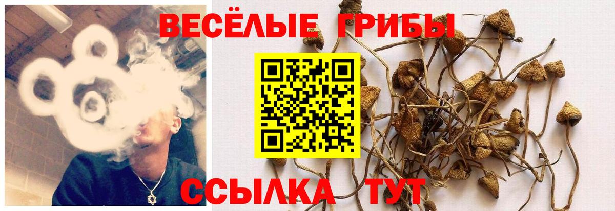 Галлюциногенные грибы прущие грибы Владимир